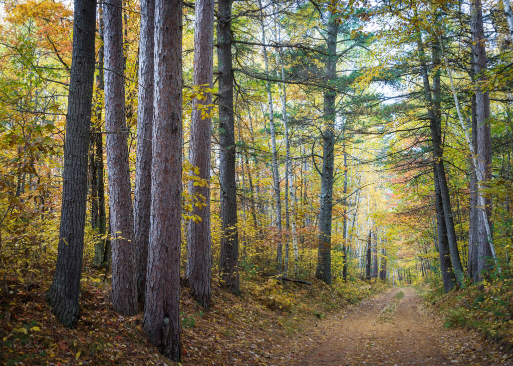 A dirt road with tall cedar and maple trees on both sides in the autumn.