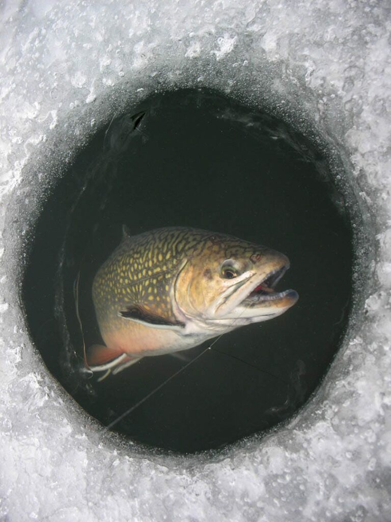 A brook trout on a fishing line being pulled up through an ice fishing hole in the ice.