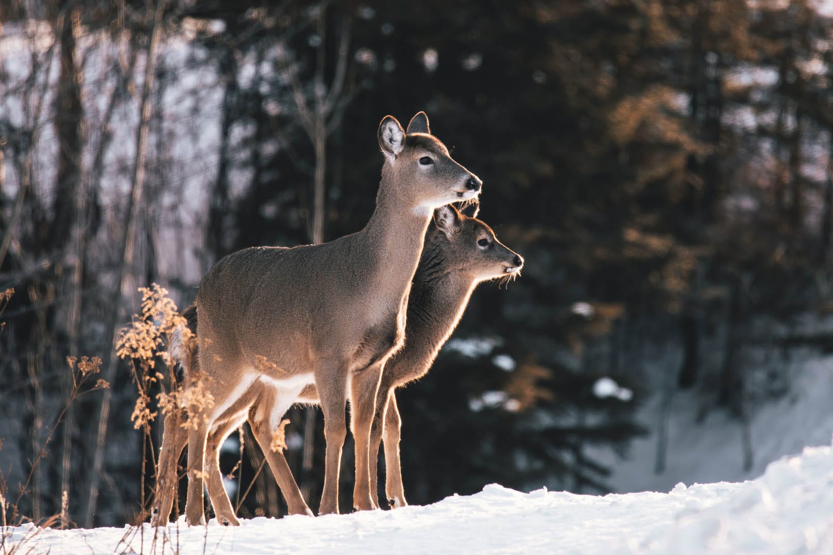 Two female deer standing next to each other in the winter woods. They're lit beautifully by a warm sunlight despite having frozen snow and ice on their snouts.