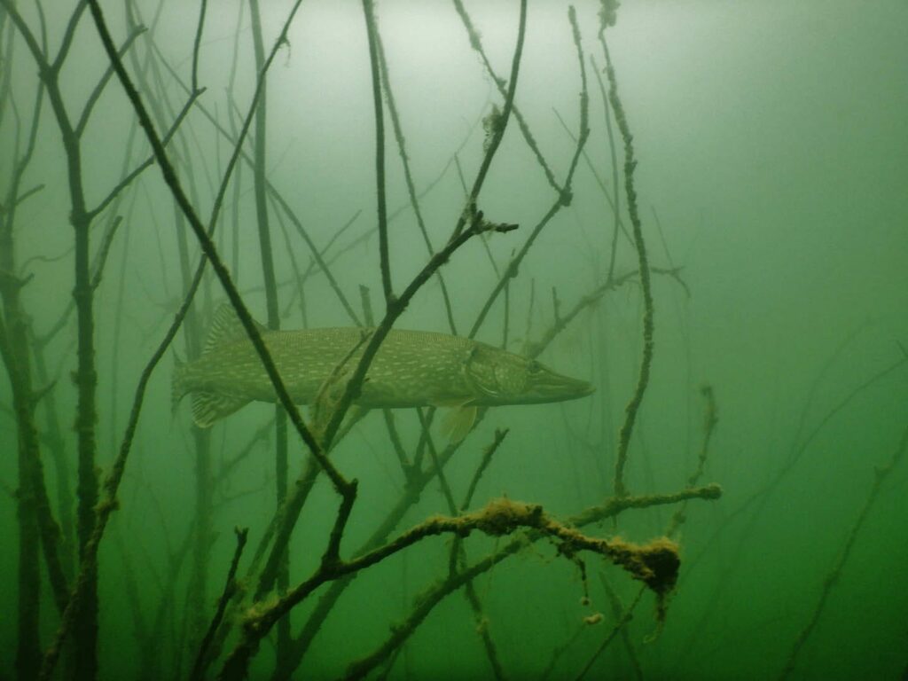 A northern pike swimming in green deep water around weeds. This image was taken underwater.