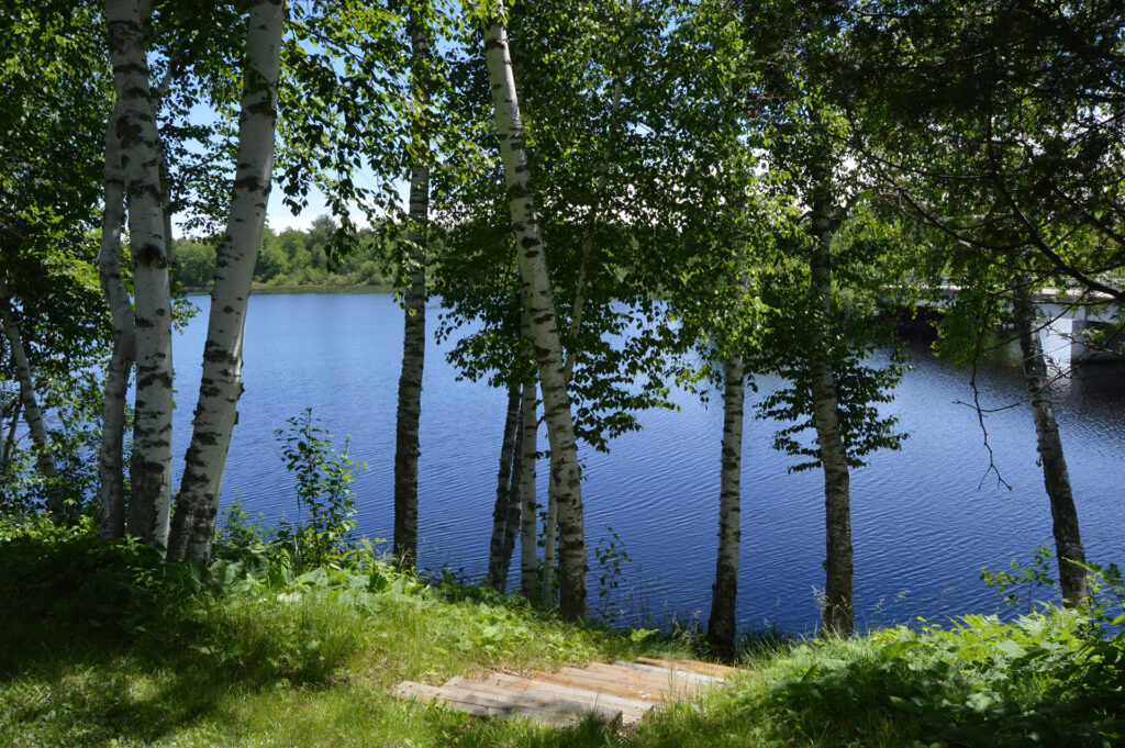 A beautiful blue inland lake with trees with white trunks and very green leaves. There is a stairway down to the water.