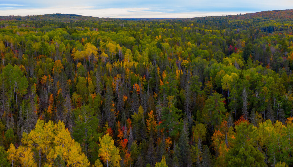 Birds-eye view of an autumn forest with pine and maple trees.