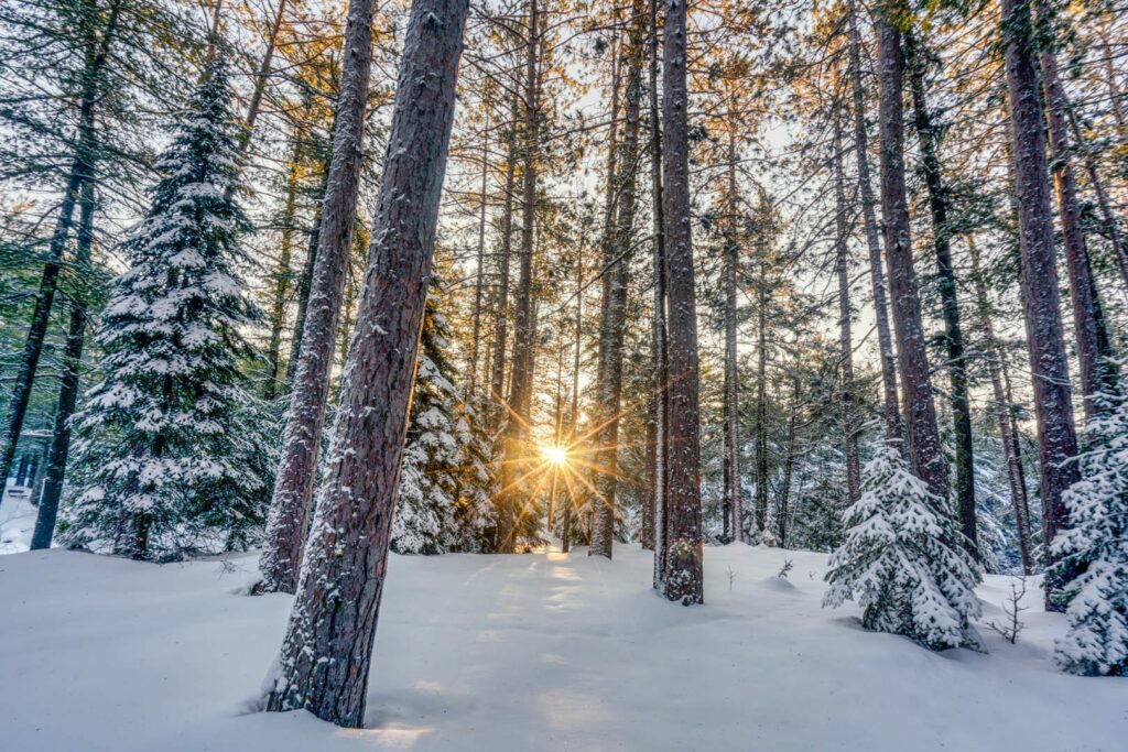 Sunset burst through tree trunks in a wintery and snowy forest.