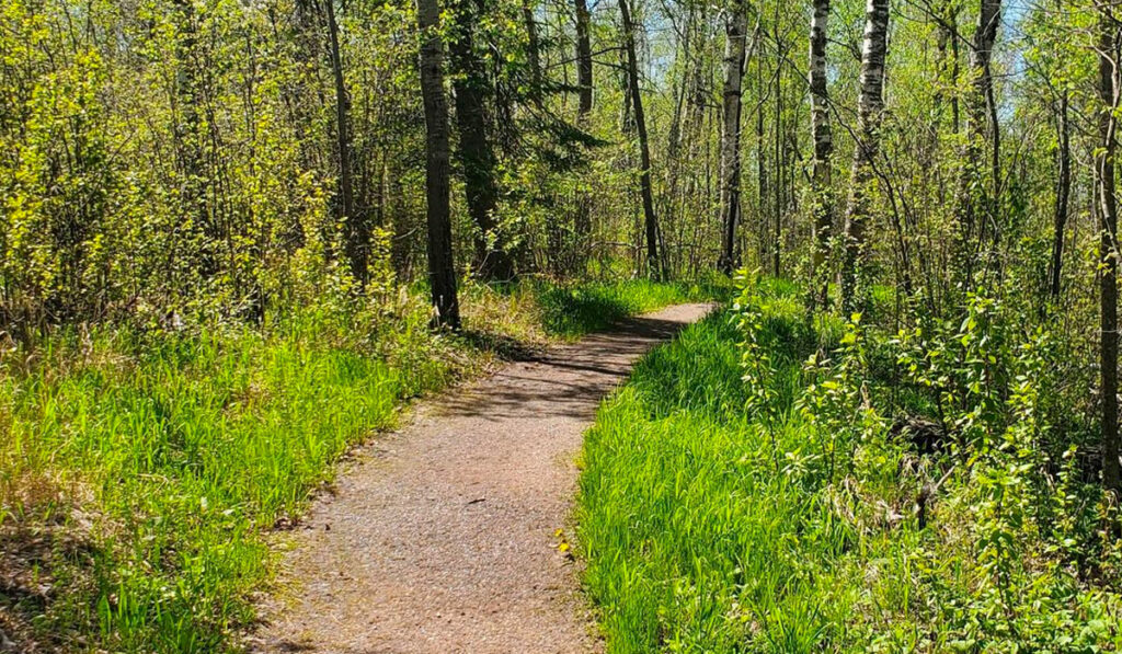 Gravel path on Bear Creek Trail surrounded by green leaves and birch trees.