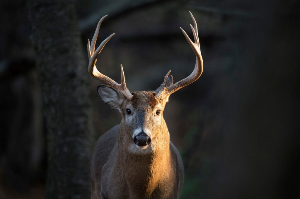 A beautiful 8-point buck stands looking at the camera in a warm sunlight.