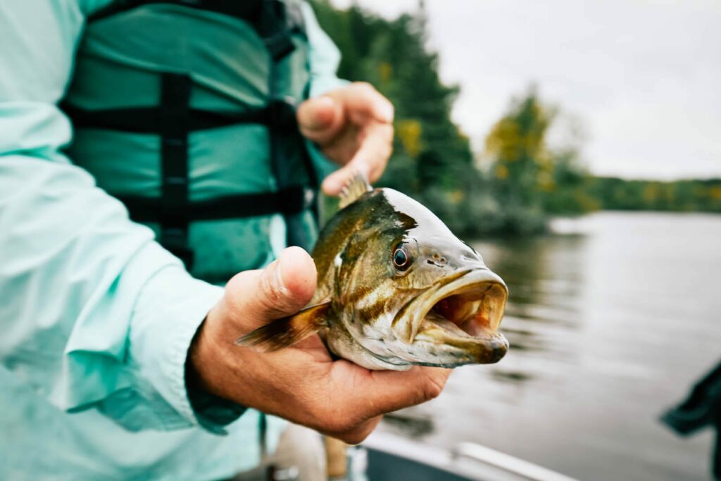 A man in a green shirt and a green life jacket holds a walleye fish toward the camera. The fish has it's mouth open.