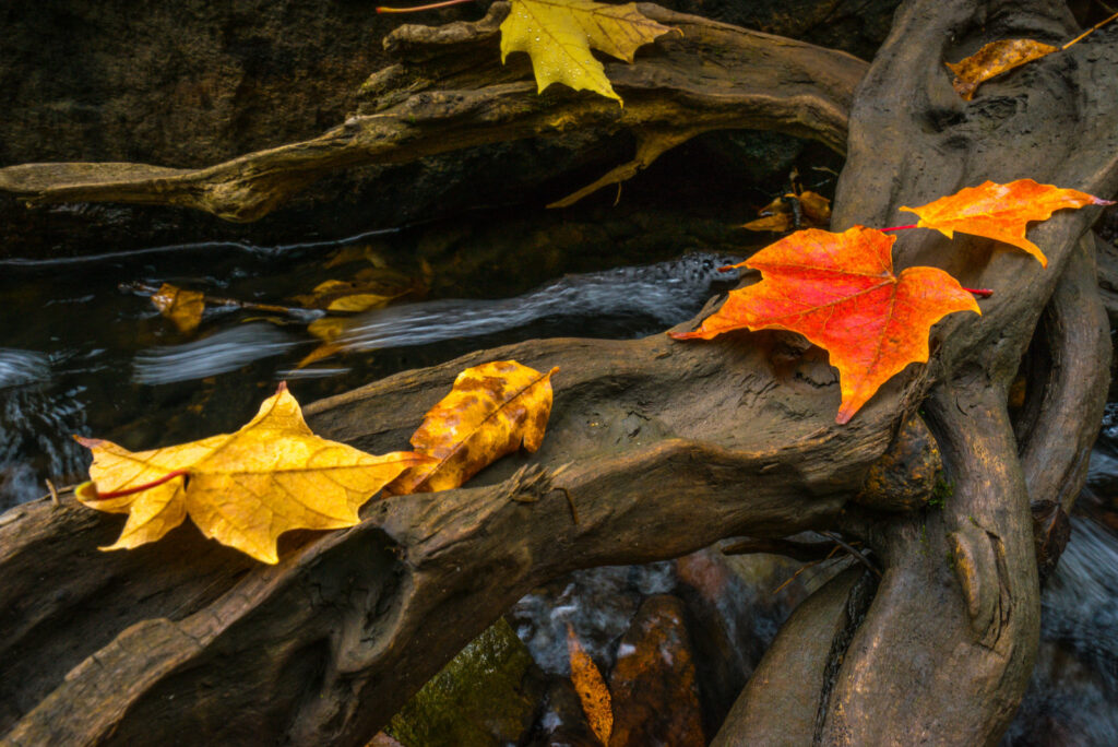 Orange and yellow maple leaves on a very dark and wet tree root system over a little brook.