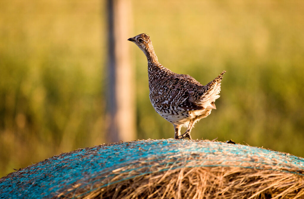 A closeup shot of a grouse with his head cocked slightly, standing on a bale of rolled straw.