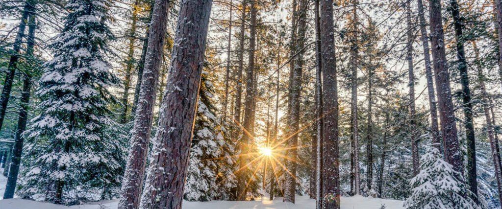 The sunrise peaking through a snow covered forest.