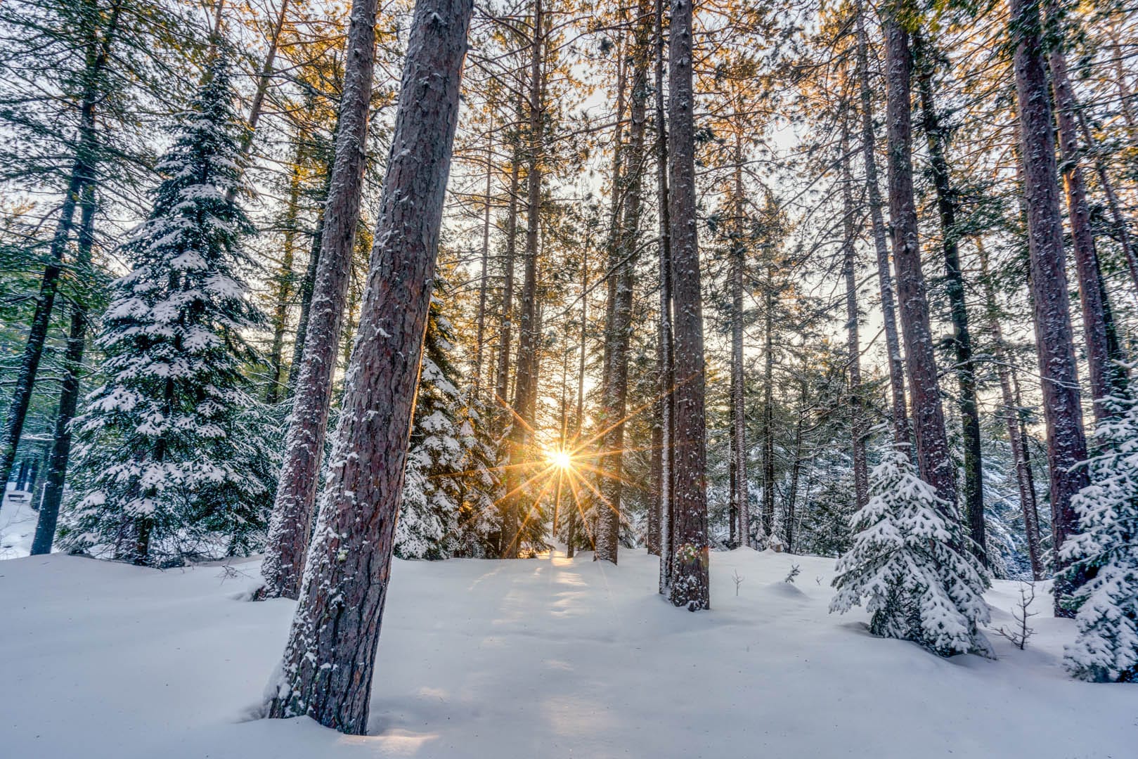 Superior municipal forest with sun coming through the snowy trees