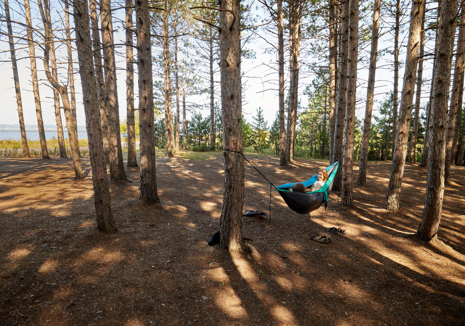 Two people hammocking in a pine forest near some water.