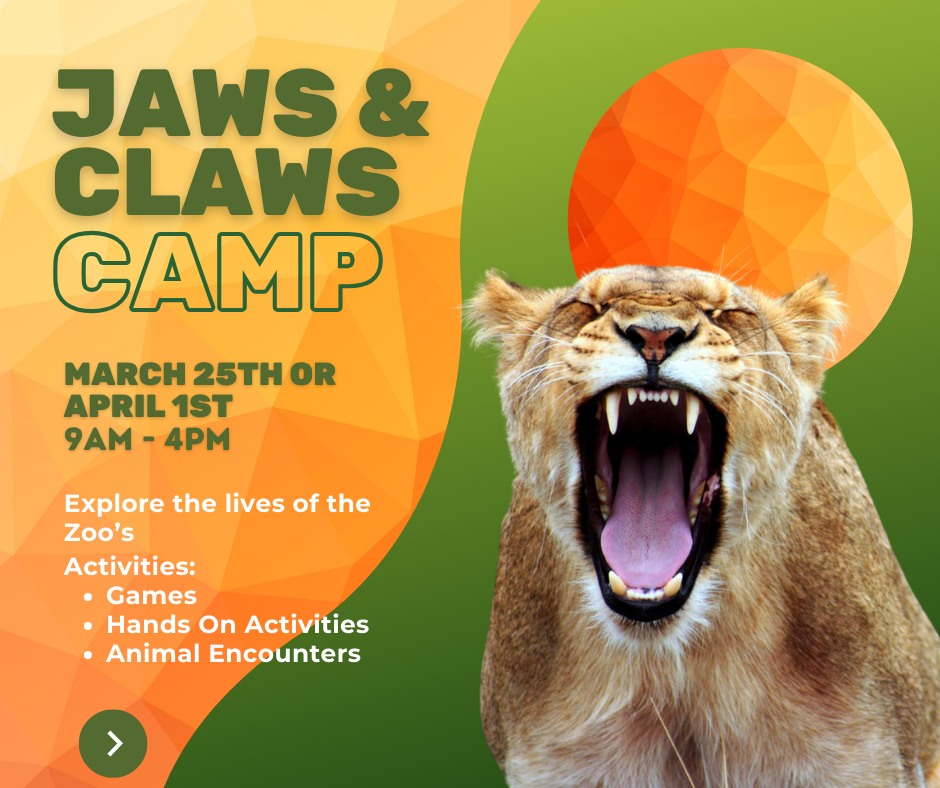 A roaring lion with its mouth open is set against a stylized orange background. Text reads: "Jaws & Claws Camp, March 25th or April 1st, 9AM - 4PM. Explore the lives of the Zoo’s Activities: Games, Hands On Activities, Animal Encounters.