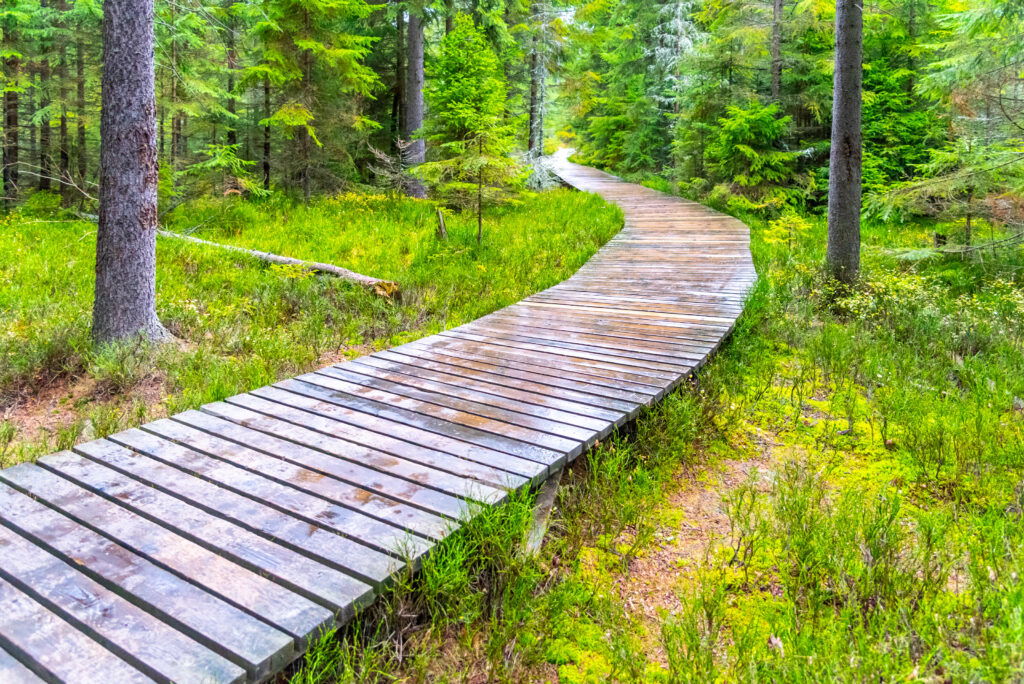 A wooden boardwalk curves through a lush green forest in Superior, Wisconsin, surrounded by tall trees and mossy undergrowth—a perfect spot for summer activities and quiet nature walks.