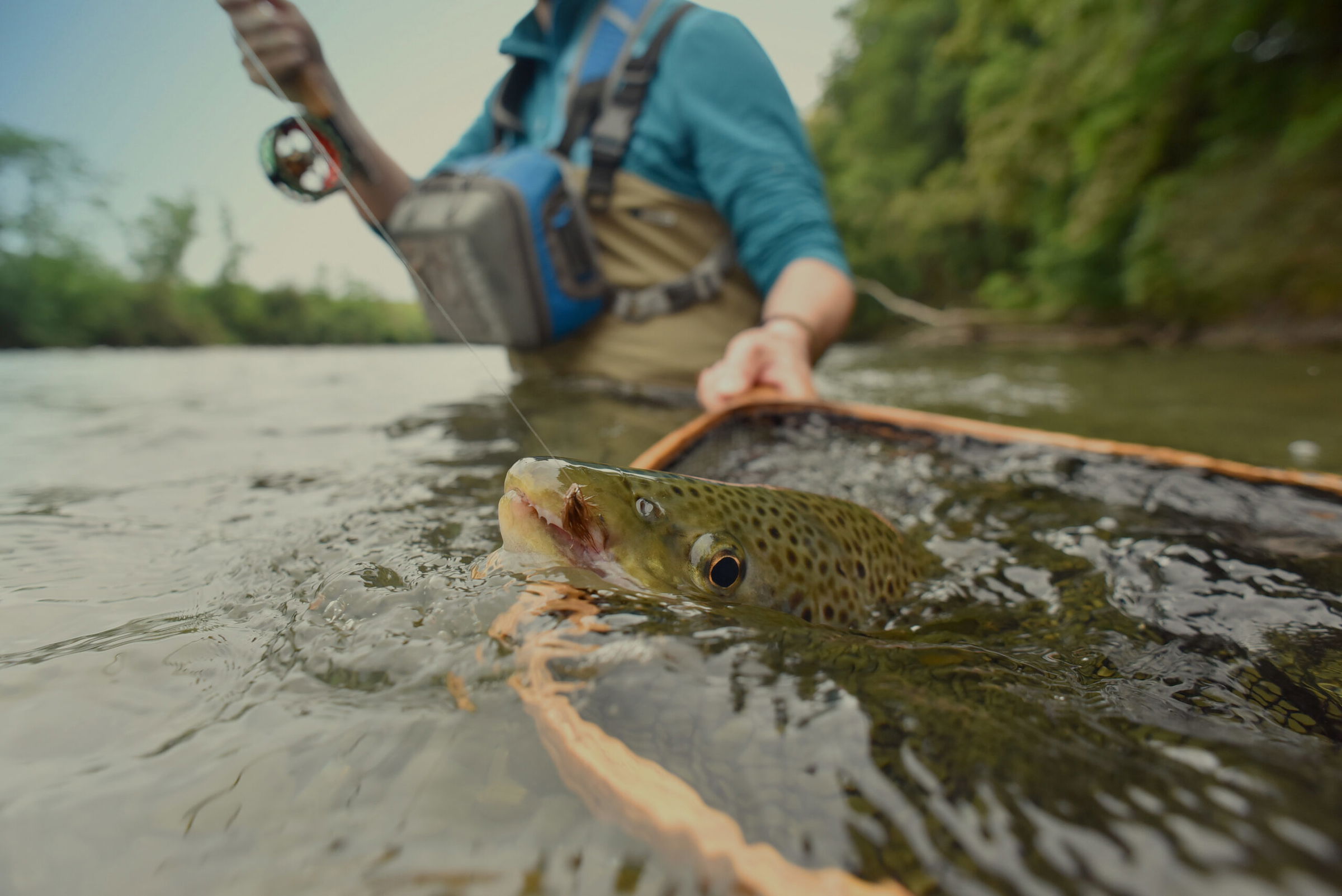 A person in waders holds a large brown trout with a fishing net in a shallow river, surrounded by green trees—enjoying one of the top summer activities in Superior, Wisconsin: fly fishing.