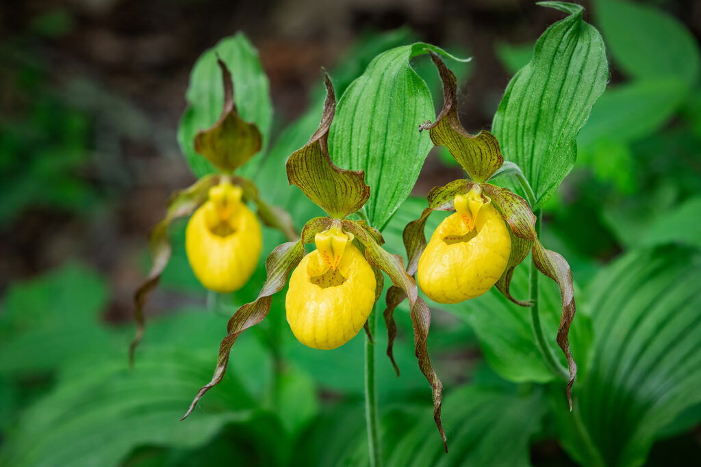 A dog wearing sunglasses and a colorful Hawaiian shirt sits in a chair on the beach, enjoying the ocean, blue sky, and vibes reminiscent of summer activities in Superior Wisconsin.