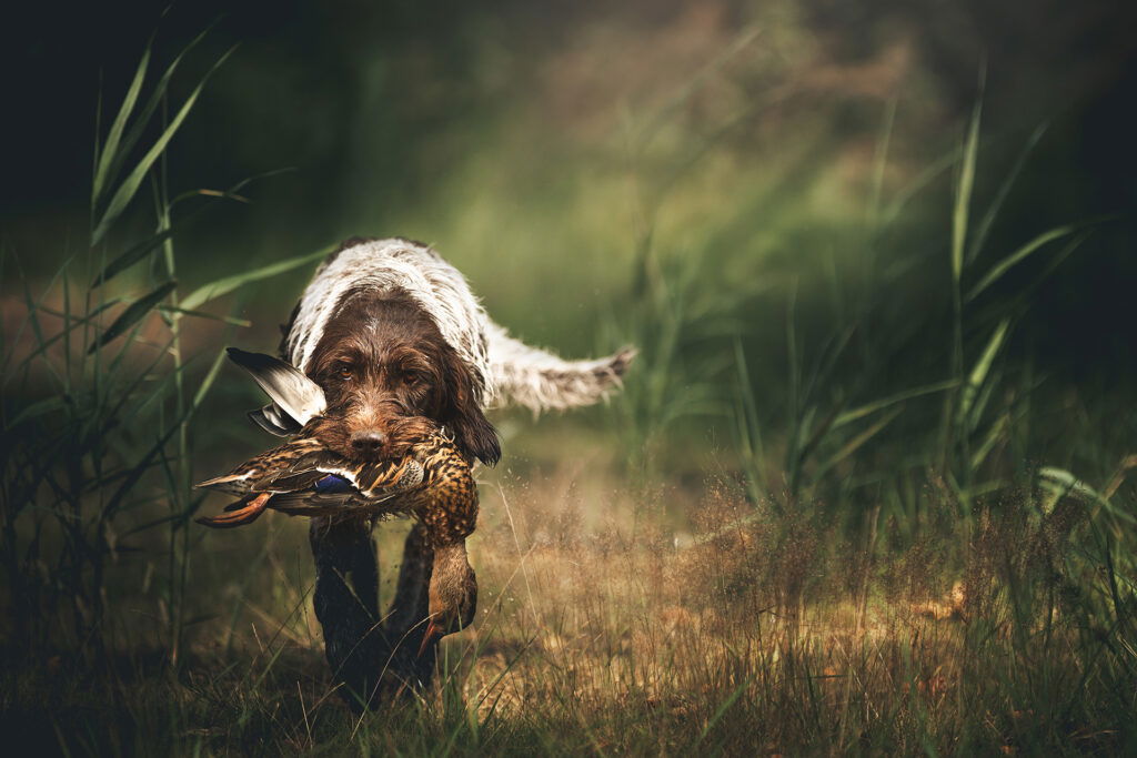 The image appears distorted with horizontal bands of bright colors—blue, purple, yellow, and green—obscuring its content and making it difficult to identify whether it captures any summer activities in Superior Wisconsin.