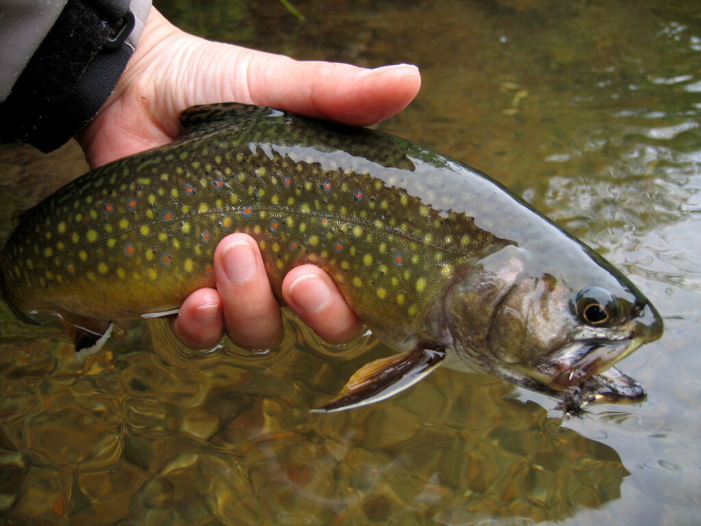 Hand holding a Brooke Trout fresh caught out of a river.