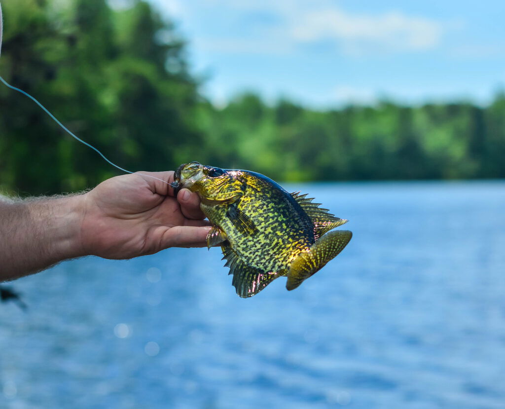 A hand holding a fish, capturing one of the classic summer activities in Superior, Wisconsin.