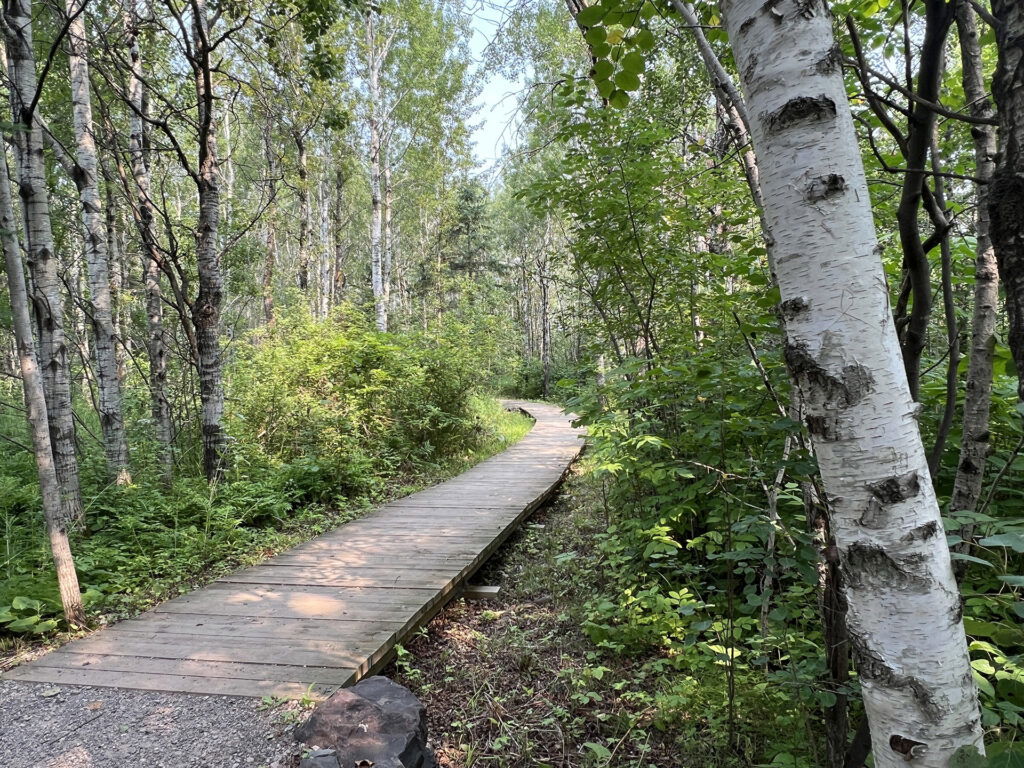 Wooden trail in woods surrounded by birch trees.