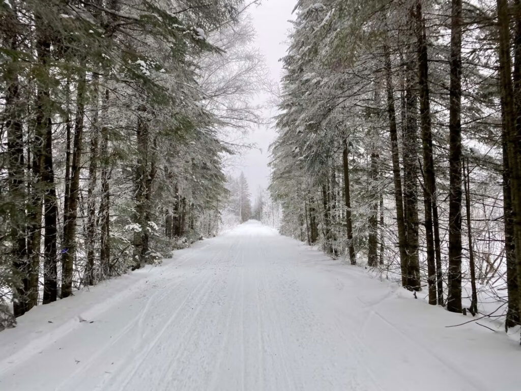 Snowmobile trail corridor surrounded by pines.