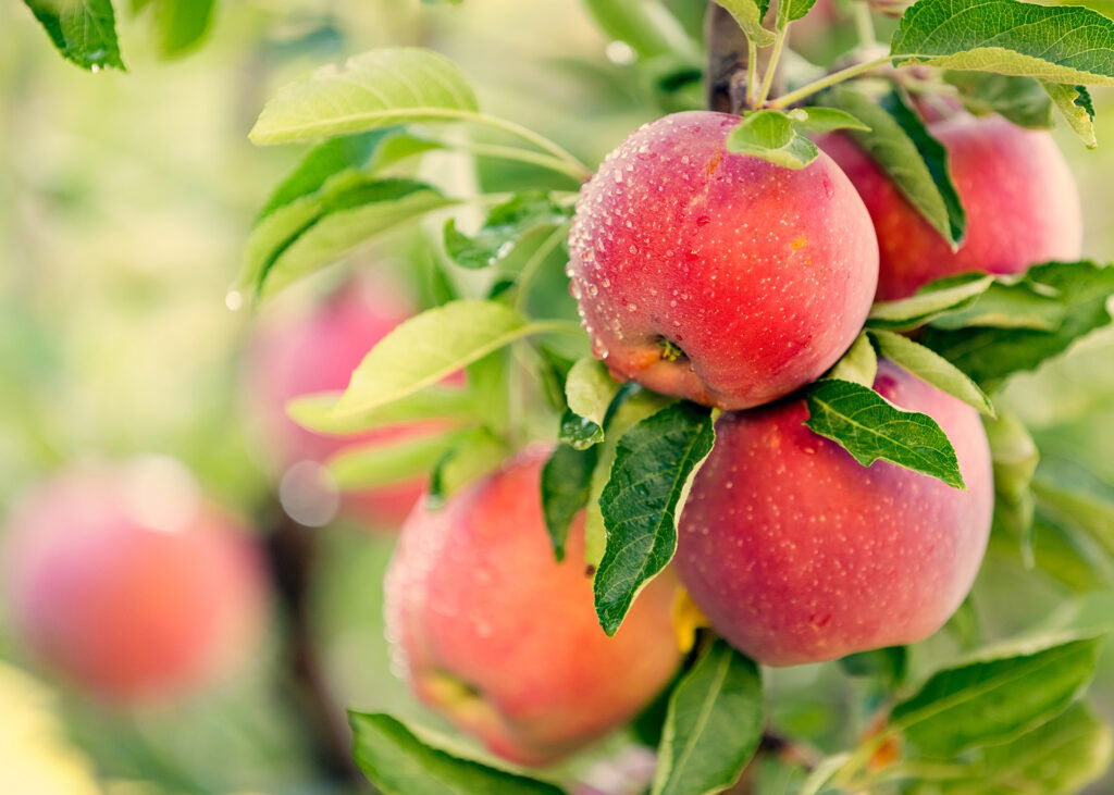 A closeup of red glistening apples on a tree with green leaves.