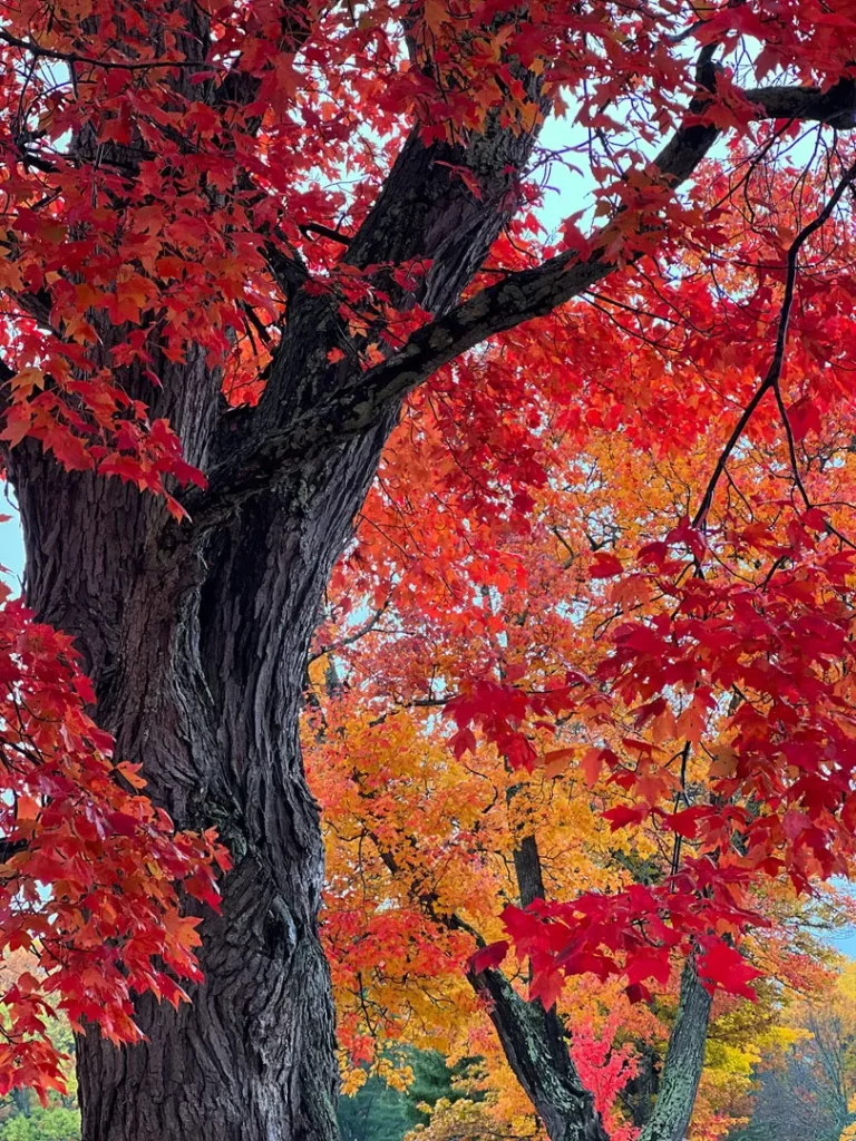 A close-up of a tree trunk with vibrant red and orange autumn leaves, set against a background of more colorful trees, capturing the beauty of fall foliage.