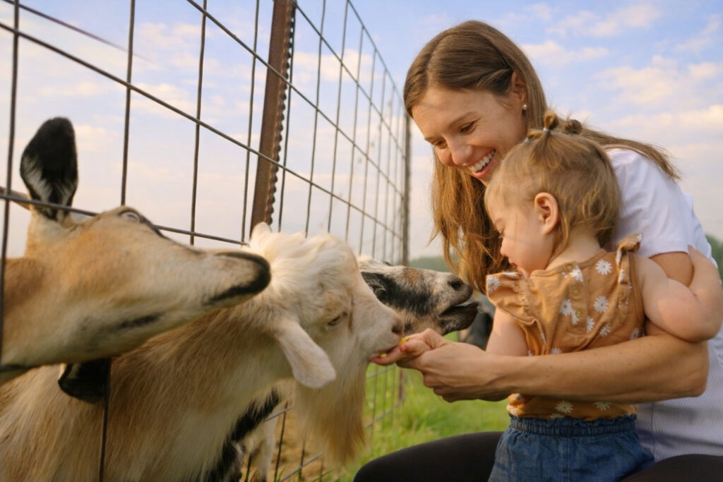 A smiling woman and a young girl feed goats through a wire fence on a sunny Wisconsin family vacation. The goats eagerly reach for food while the pair enjoy their outdoor adventure together.