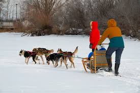 Two people ride on a sled, pulled by a team of four dogs across a snowy landscape with trees and bushes in the background. Both people are dressed in winter clothing.