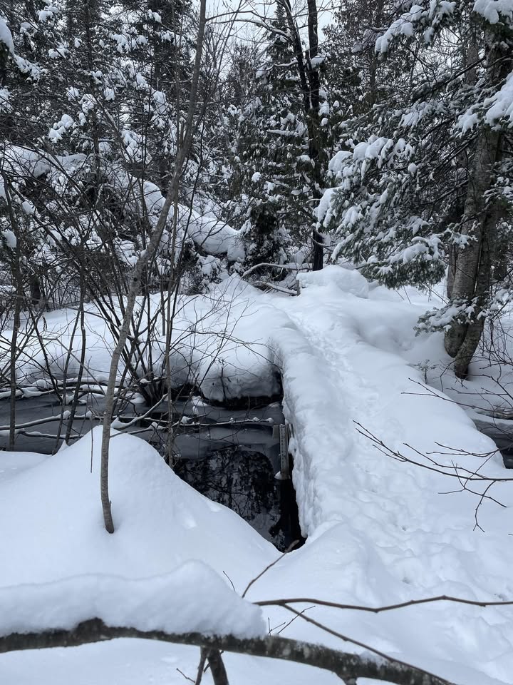A narrow snow-covered log bridges a small stream in a snowy forest, surrounded by dense trees and branches layered with fresh snow.