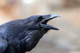 A close-up of a black raven with its beak open, possibly calling or cawing, against a blurred brownish background.