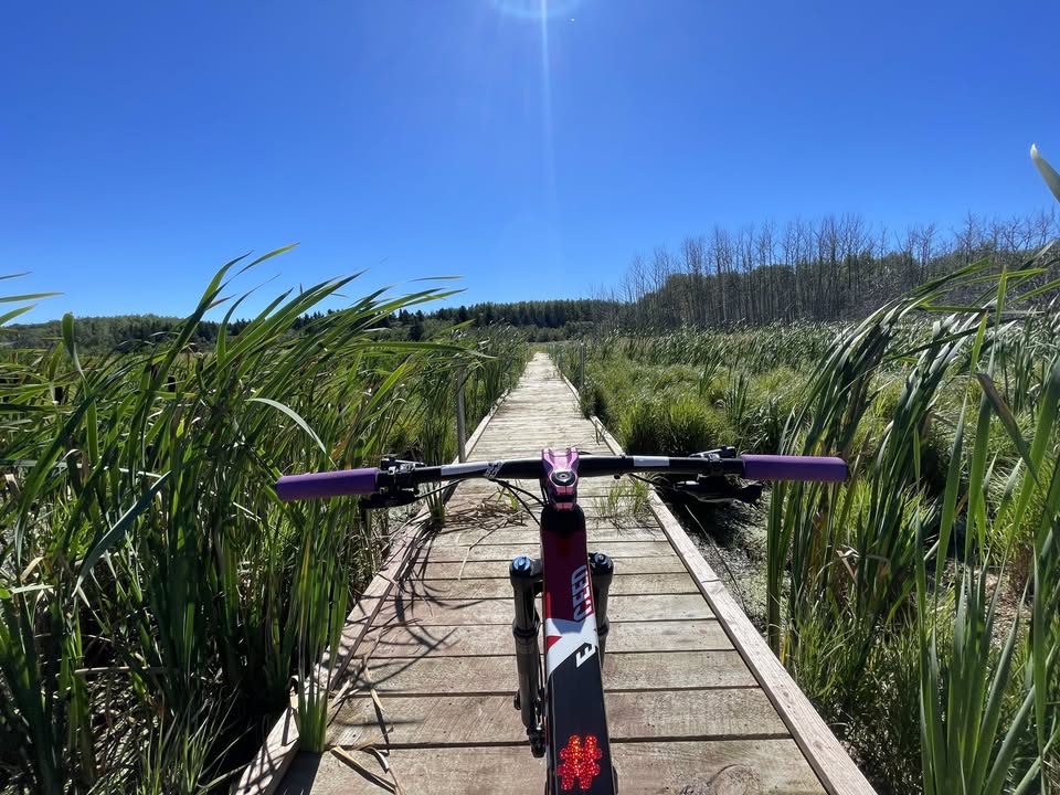 A view from behind a bicycle on a wooden boardwalk surrounded by tall green grass and plants under a clear blue sky, with sunlight shining brightly overhead.