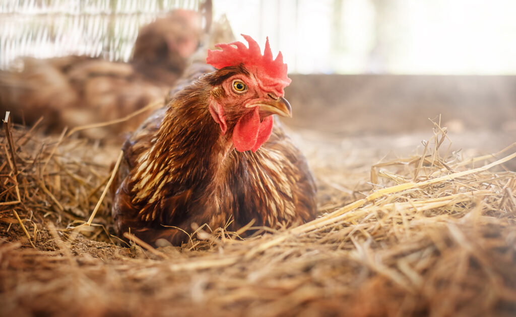 A brown chicken with a red comb and wattles rests on straw in a sunlit barn, its peaceful scene evoking the warmth of gatherings like the Lake Superior Ice Festival, with blurred chickens and fencing in the background.