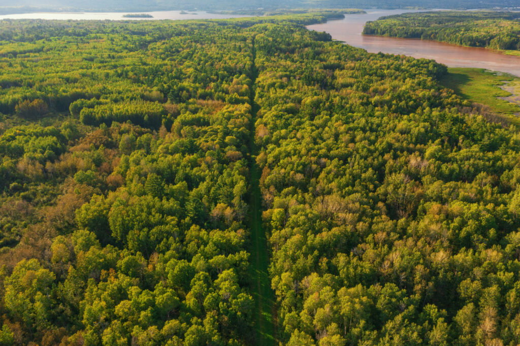 Aerial view of a dense green forest with a straight narrow path, reminiscent of Wisconsin snowmobile trails, running through it and leading towards a river or lake in the distance under a blue sky.