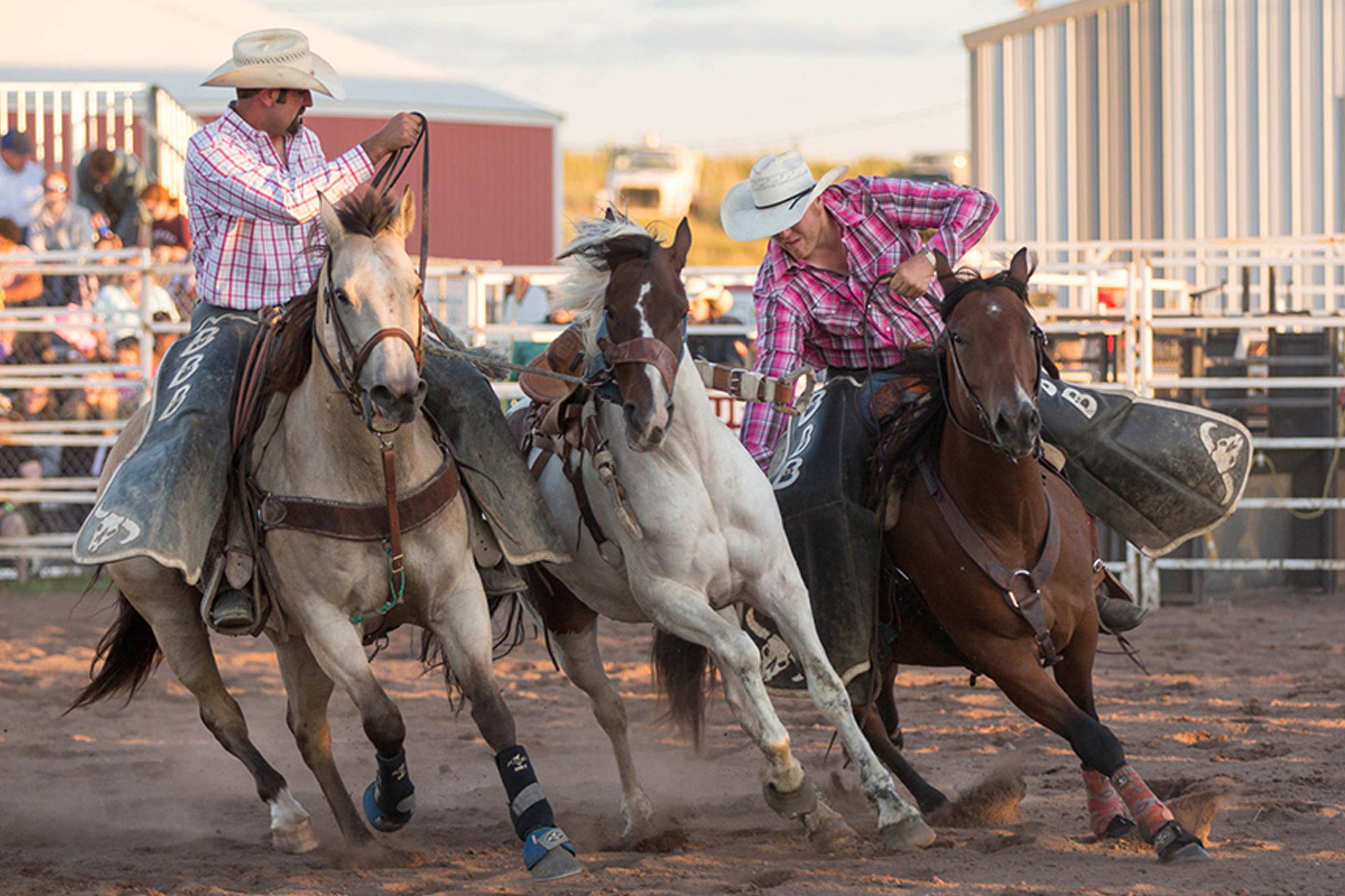 Two cowboys in plaid shirts and hats ride horses in a dusty rodeo arena, working together to rope and control a third horse, much like the teamwork seen at the Lake Superior Ice Festival. Metal fencing and spectators are visible in the background.