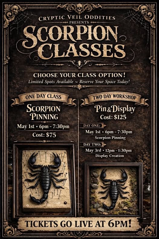 A dark, vintage-style poster advertises "Scorpion Classes" with two options: a one-day Scorpion Pinning class ($75) on May 1, and a two-day Pin & Display workshop ($125) on May 1-2. Images show pinned scorpions.