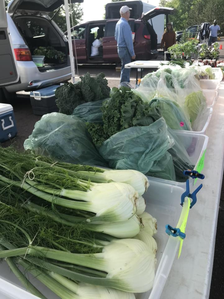 A farmer’s market stand displays fresh vegetables, including fennel bulbs and leafy greens in plastic bags, on a table. Coolers and cars are in the background, with people browsing the market.