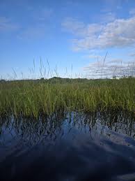 A calm wetland scene with tall green grasses growing along the water's edge under a blue sky with scattered clouds. The water in the foreground reflects the sky above.