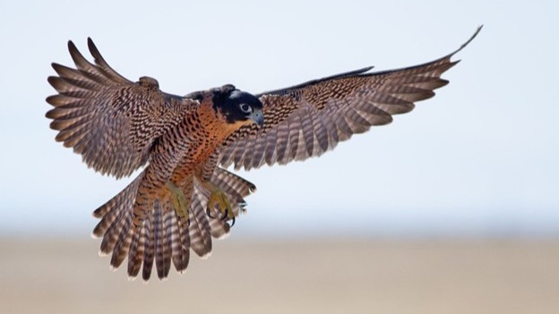 A peregrine falcon with outstretched wings and talons extended, hovering in mid-air against a blurred, pale background.
