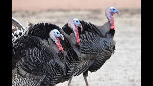Three wild turkeys with dark feathers and red wattles stand close together on a patch of dry grass, facing the same direction.
