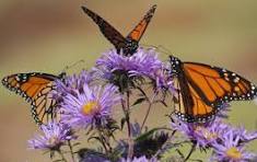 Three monarch butterflies with orange and black wings rest on vibrant purple flowers, set against a soft, blurred background.