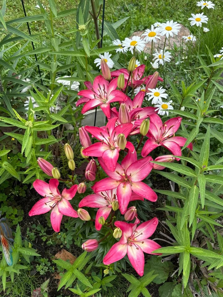 A cluster of vibrant pink lilies in full bloom, surrounded by green foliage and white daisies, growing in a garden bed.