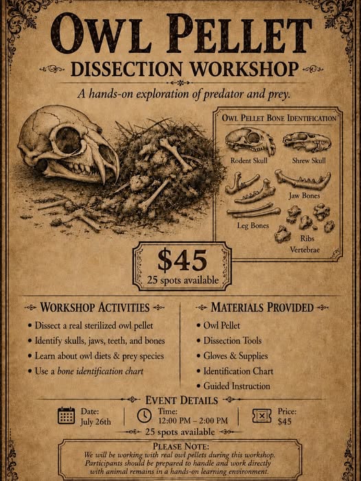 A vintage-style flyer for an "Owl Pellet Dissection Workshop" featuring a skull, bones, and event details. It lists activities, materials provided, date, price, and an illustration for bone identification.