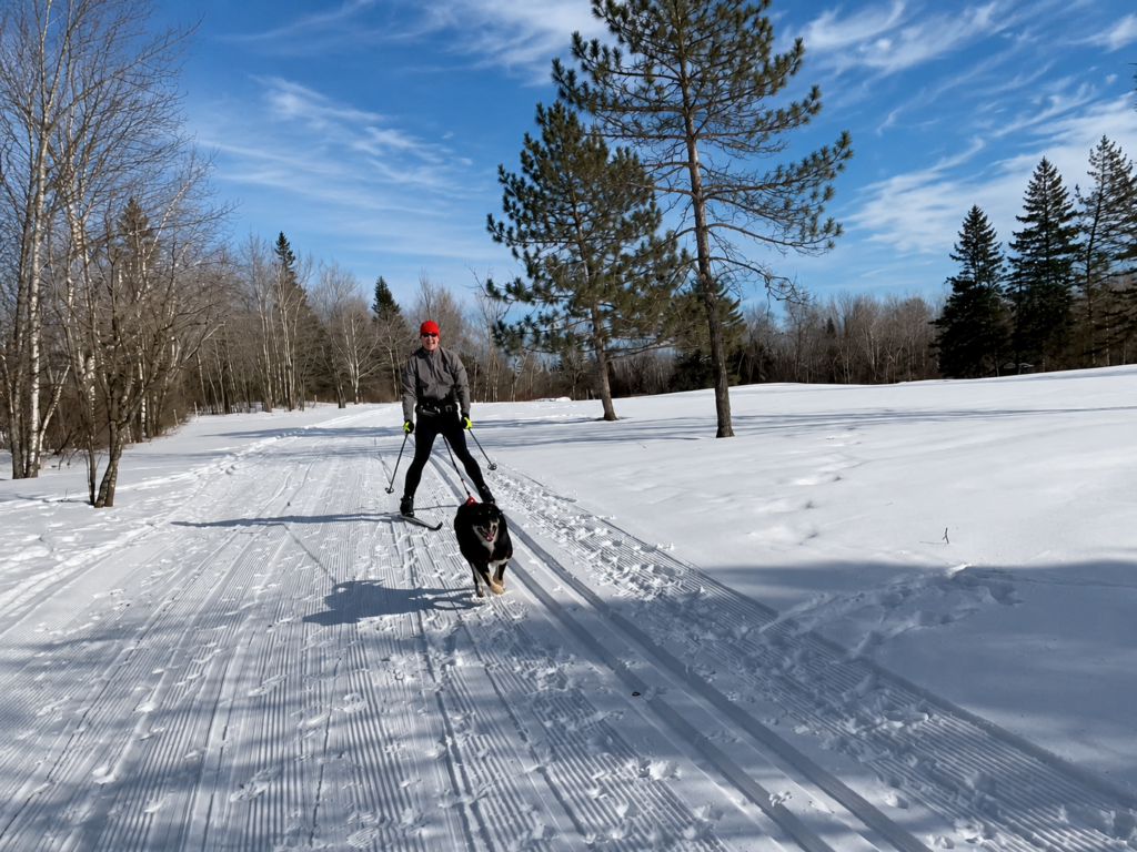 A person wearing a red helmet and winter gear is skiing on a snowy trail through a forest at the Lake Superior Ice Festival, being pulled by a black and white dog under a bright blue sky with scattered clouds.