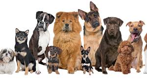 A group of nine dogs of various breeds and sizes sitting together in a row against a white background.