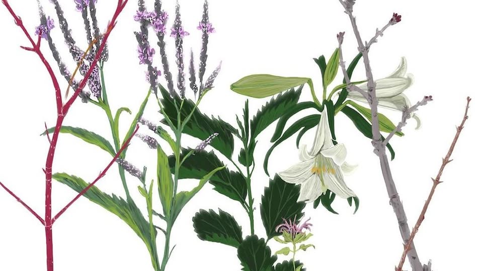 Illustration of four plants, including purple lavender flowers, green leaves, a white lily-like flower, and a bare branch, all arranged side by side on a white background.