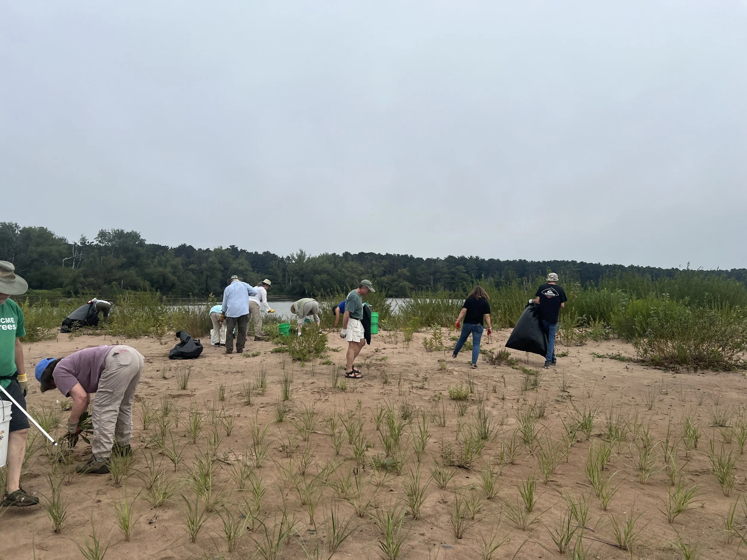A group of people cleans up litter on a sandy area near water, picking up trash and collecting it in bags. Grasses and green plants grow across the sand, with trees and a cloudy sky in the background.
