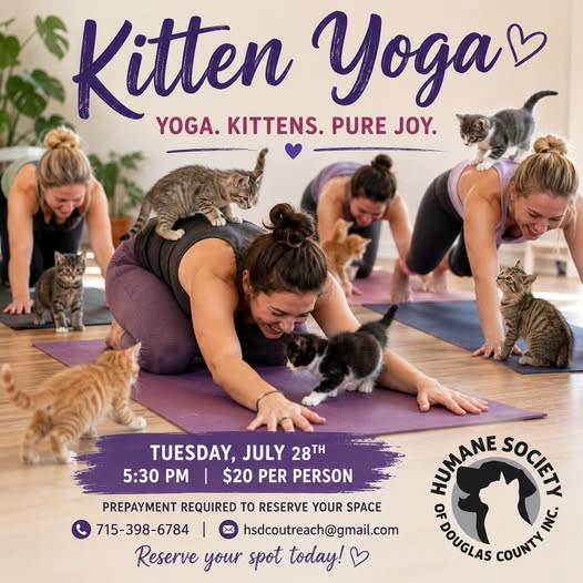 Women practicing yoga poses on mats indoors while playful kittens climb on them. Event details for “Kitten Yoga” on July 28th, hosted by the Humane Society of Douglas County, are overlaid on the image.