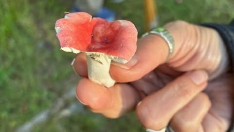 A hand holding a small mushroom with a white stem and a bright red cap, outdoors with green grass in the background.