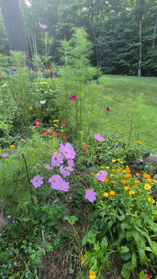 A garden with blooming pink, yellow, and red flowers, green foliage, and grass. Tall trees and a forested area are visible in the background.