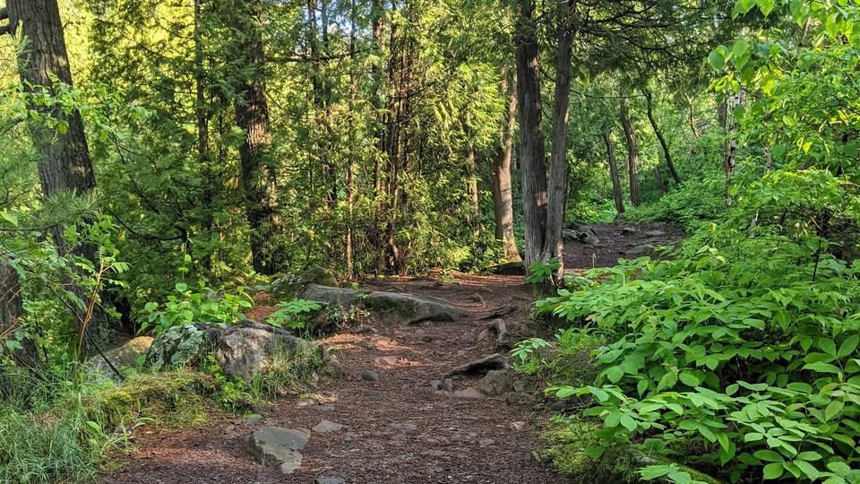 A dirt hiking trail winds through a lush green forest with sunlight filtering through tall trees and thick foliage. Rocks and roots are visible along the path.